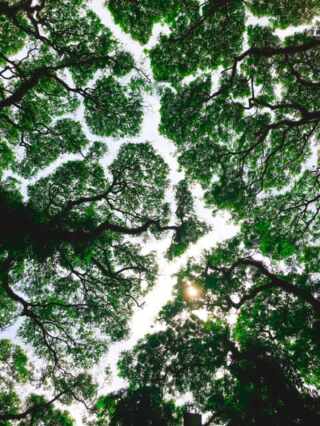 Transforming Government Cybersecurity with Secure Cloud Browsing