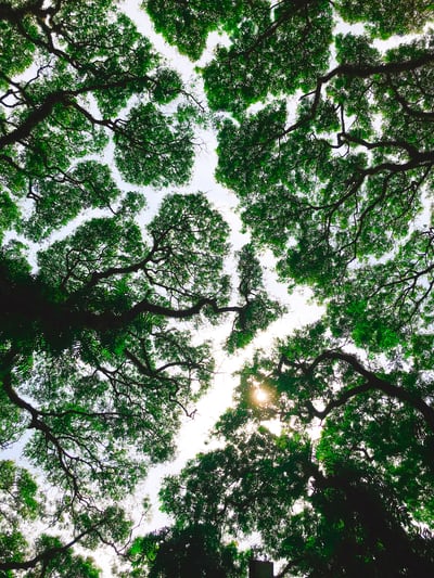 Transforming Government Cybersecurity with Secure Cloud Browsing