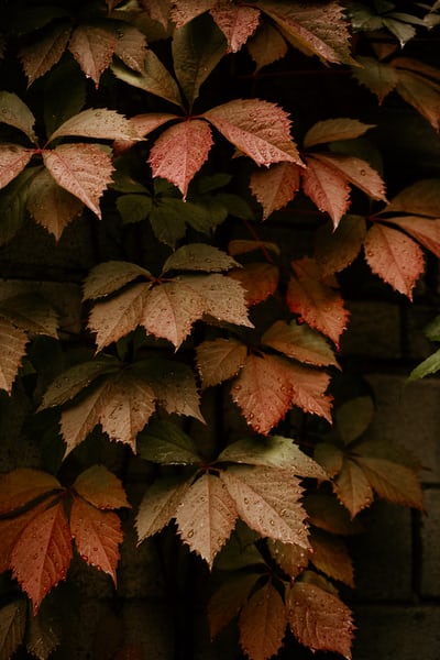 Comprehensive Comparison: Detectify vs. Holm Security for Application Security in 2026