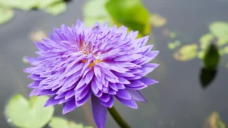 Controversy Swirls as RFK Jr. Ally Hints at CDC Vaccine Advisor Replacements