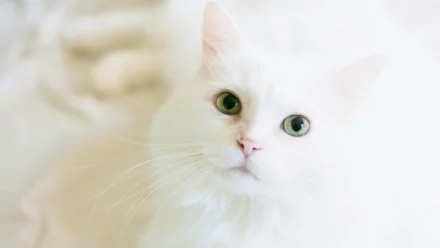 The Rise of the High-Tech Scarecrow: How Autonomous Security Robots Are Changing Public Safety