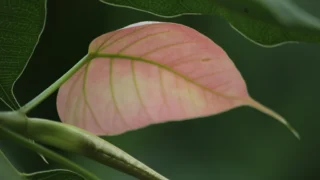 Federal Regulators Confirm One-Pedal Driving Poses No Significant Safety Risk