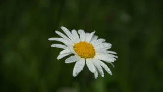 Publisher Cancels ‘Shy Girl’ Horror Novel Amid AI Source Controversy