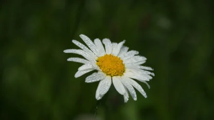 Publisher Cancels ‘Shy Girl’ Horror Novel Amid AI Source Controversy