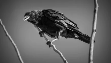 Tech Giants Back California Bill to Prevent Dominant Platforms from Stifling Competition