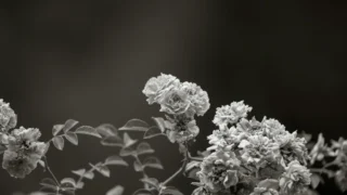 Unearth Terrifying Deals: Steam’s Spring Sale Slashes Prices on Essential Horror Games