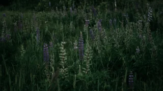 Unlock System Insights: A Beginner’s Guide to osquery