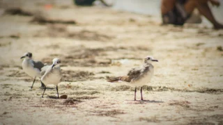 MioLab’s macOS Stealer Evolves: ClickFix, Wallet Theft, and Team APIs Expand Threat Landscape