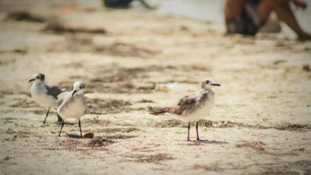 MioLab’s macOS Stealer Evolves: ClickFix, Wallet Theft, and Team APIs Expand Threat Landscape