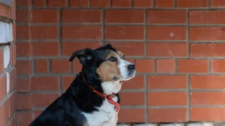 QNAP Rushes Fix for QVR Pro Bug That Opens Security Cameras to Remote Hijack