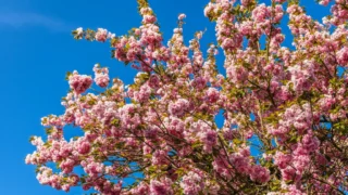 Crimson Desert Developers Admit AI-Generated Art Slipped Into Final Game