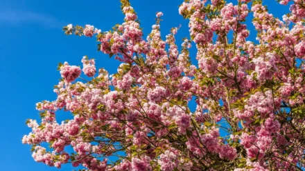 Crimson Desert Developers Admit AI-Generated Art Slipped Into Final Game