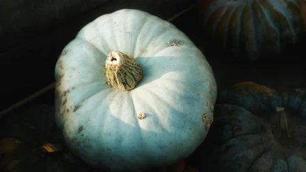 Dark Web CSAM Network Dismantled: 373,000 Sites Brought Down in Historic Operation