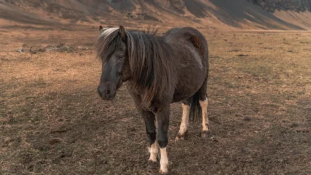 Yann LeCun’s $1 Billion Bet on AI That Understands the Real World